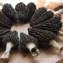 Factory Price Dry Morel Cultivate Fresh Morel Mushrooms